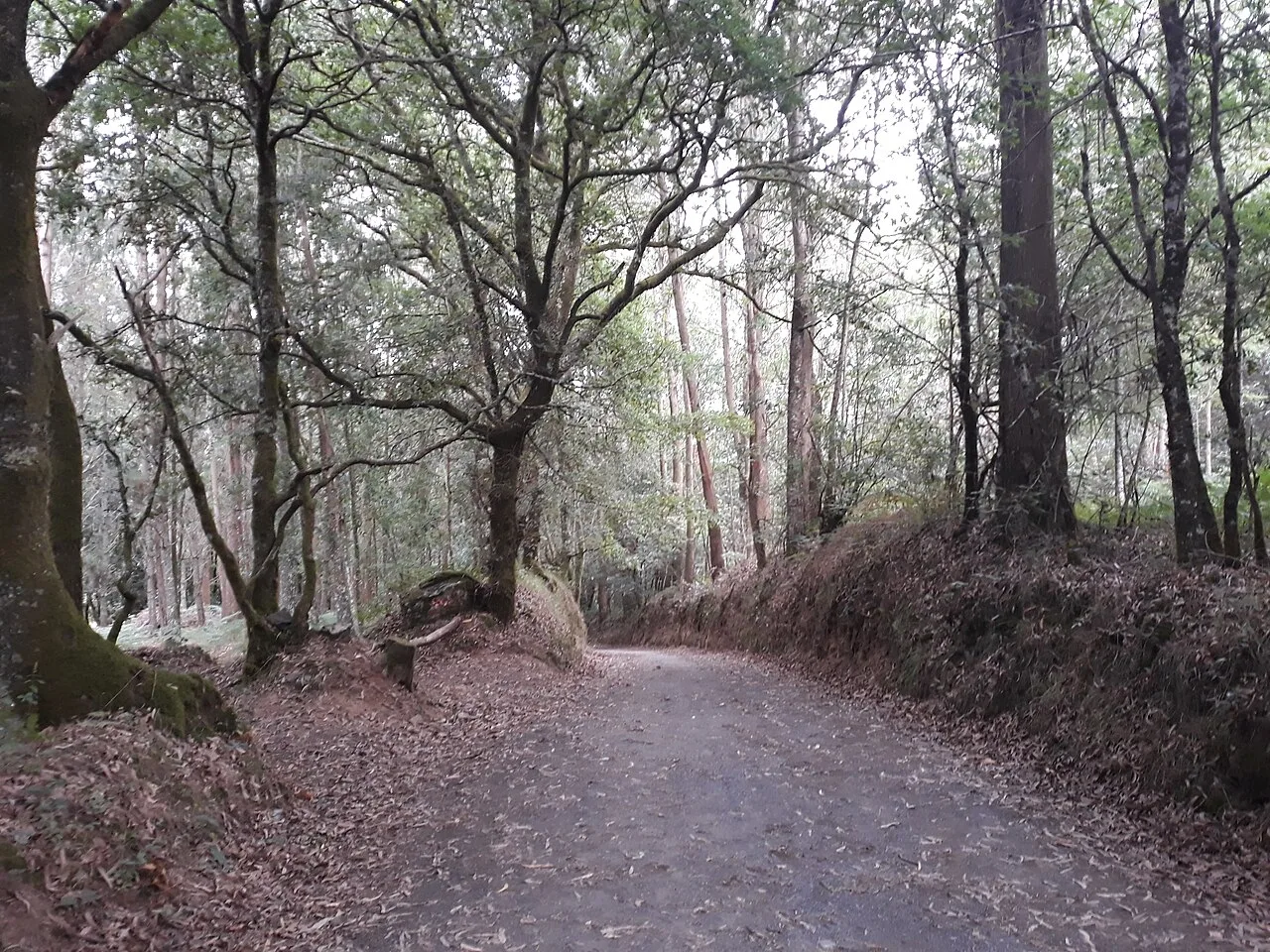 Sendero del Camino Francés entre árboles cerca de Penas, Melide