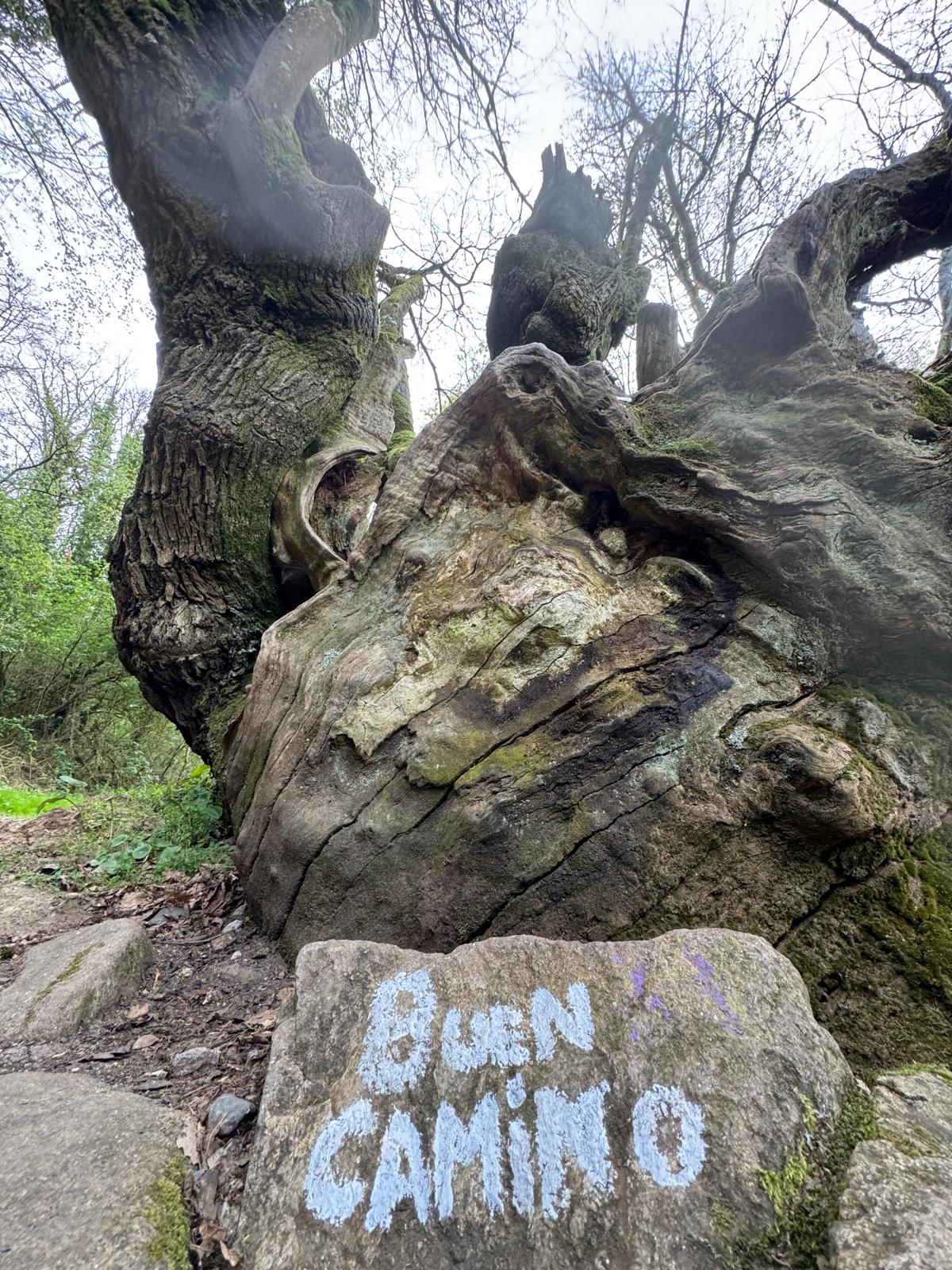 Árbol junto al Camino con un mensaje de Buen Camino